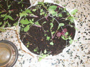 Baby salad leaves in a half fan case basket.