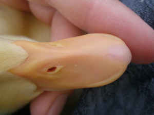 Dick's interesting beak tooth shovelly bitey thing