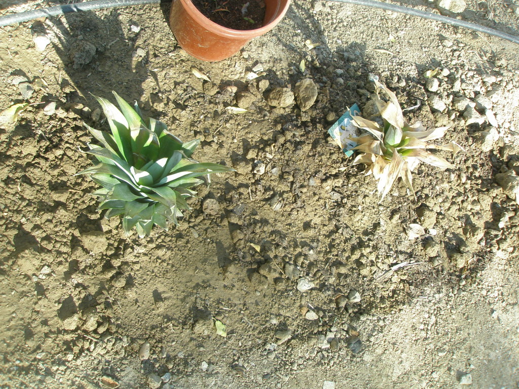Its supposed to be easy to grow pineapple tops. So far, not much success, but they dont take up much space