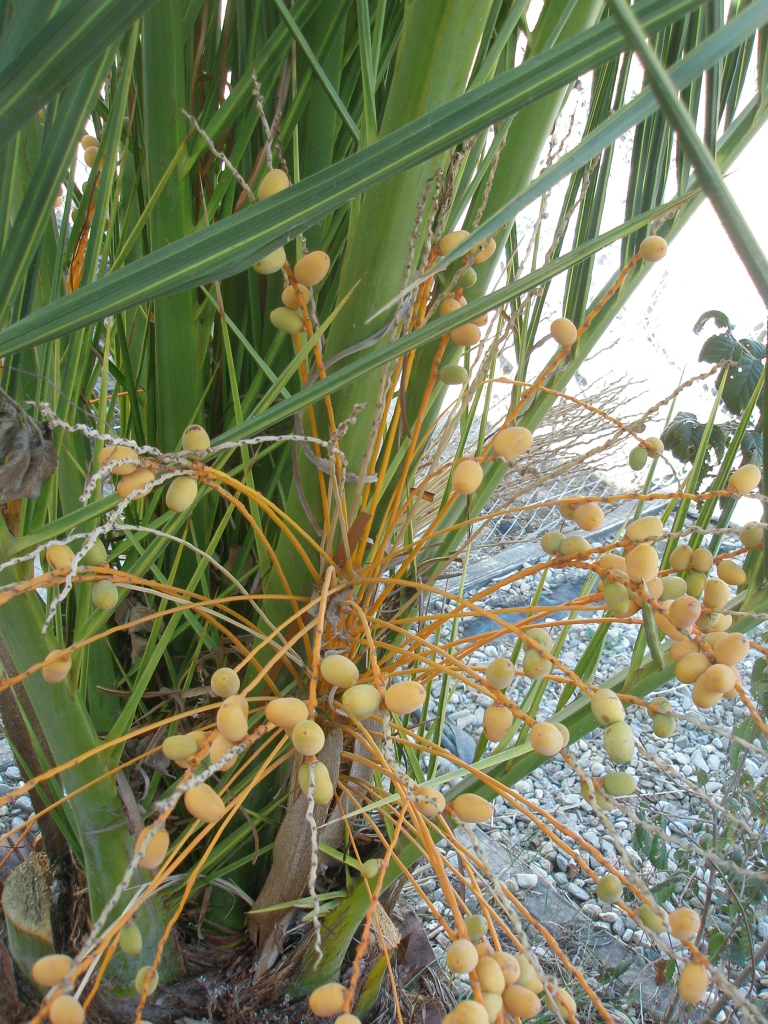 The palm is fruiting, but Minnow is intent on stripping it before we ever find out if the fruit is edible