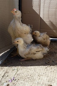 chicken chicks